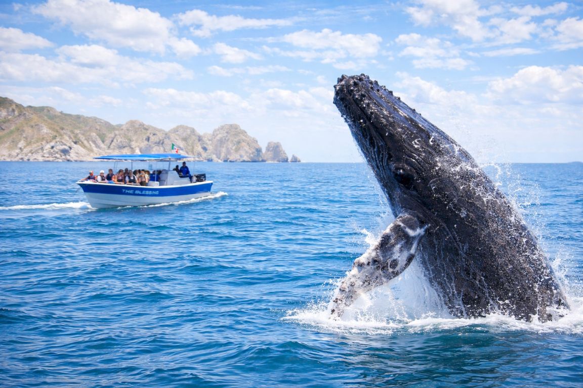 Humpback whale breaching in Cabo San Lucas waters during a whale watching tour with our licensed agency.