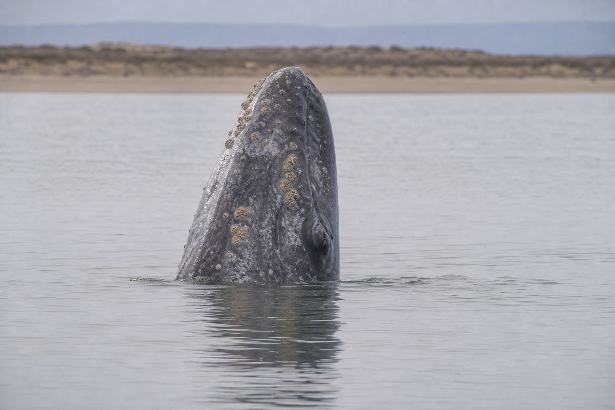 A gray whale surfacing beside a panga in Baja California Sur