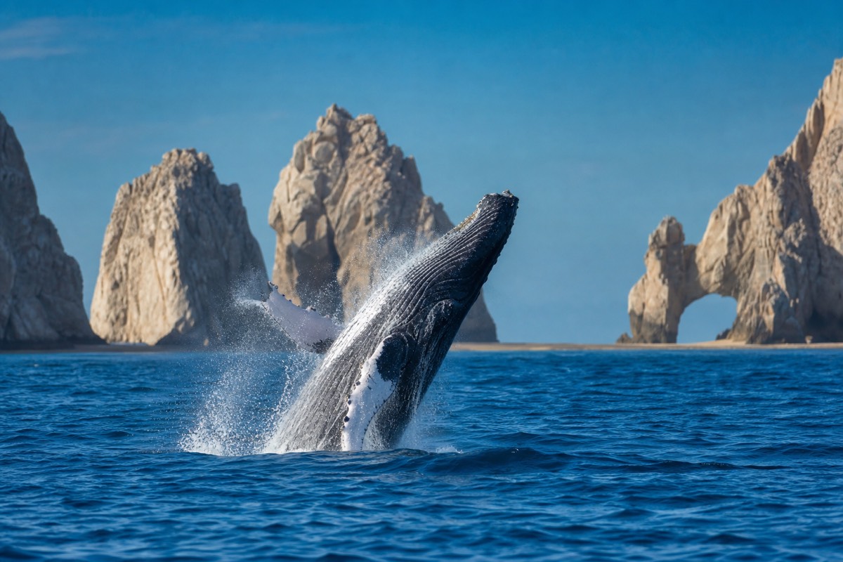 A humpback whale breaching off Cabo San Lucas