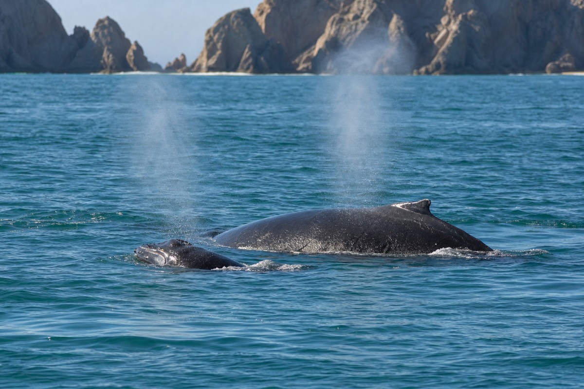 Humpback whale mother swimming beside her calf in clear blue water off Baja California Sur