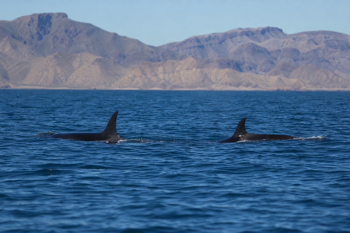Orca dorsal fins breaking the surface in the open water of the Sea of Cortez
