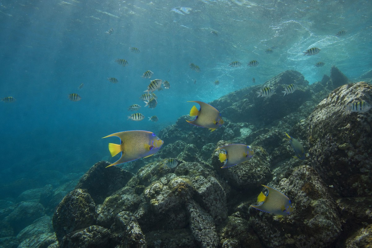 Snorkelling the reef fish around Pelican Rock, Cabo San Lucas