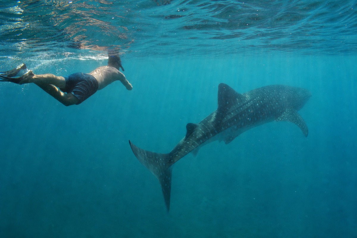 Snorkelling beside a whale shark in the Bay of La Paz