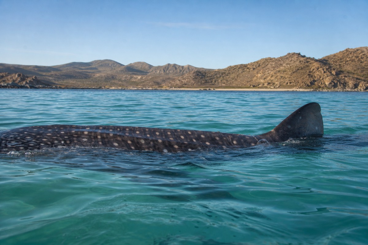 Snorkelling beside a whale shark in the Bay of La Paz