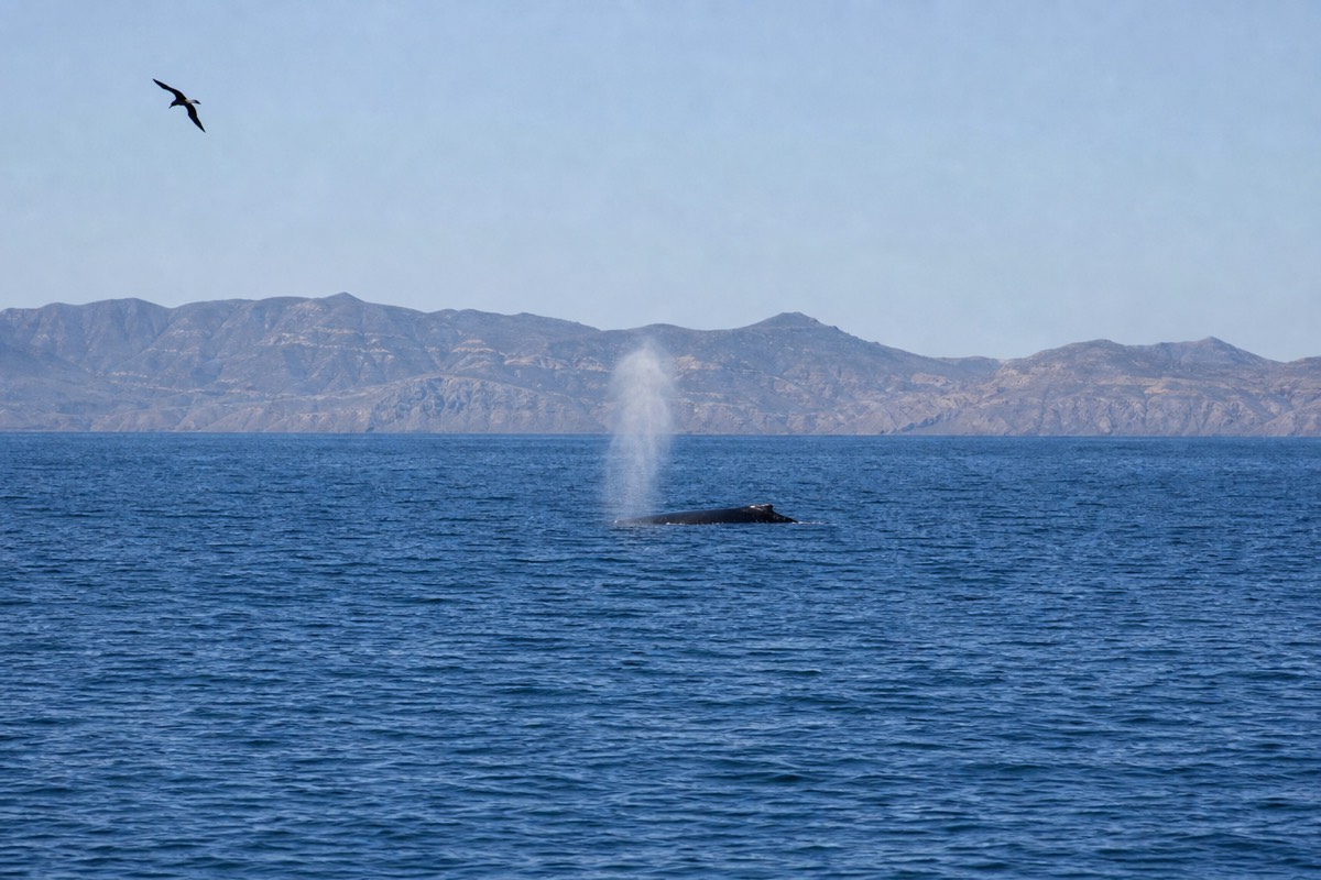 Whale watching off Cabo San Lucas