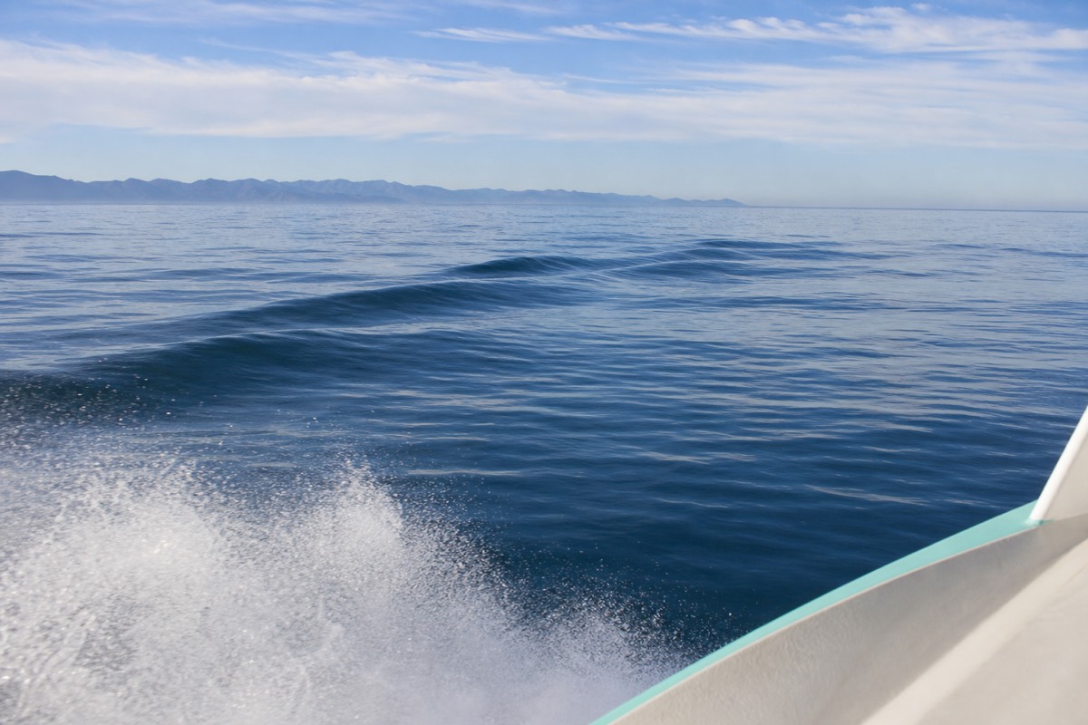 Whale watching off Cabo San Lucas