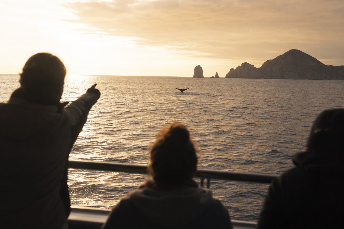 Whale watching off Cabo San Lucas