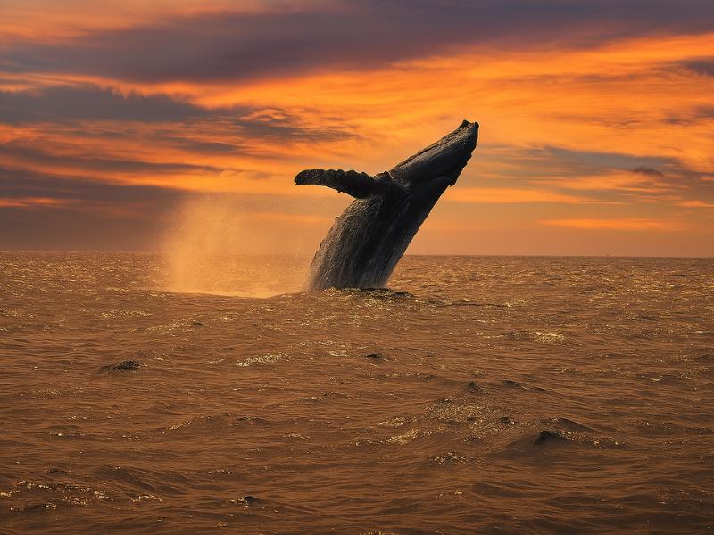 Cabo Luxury Sailing: Whale Watch & Arch Experience (Dec 15 - Apr 15)