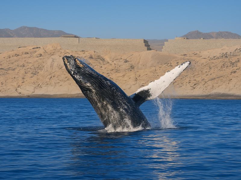 Cabo San Lucas: Zodiac Whale Watching Tour with Biologist & Free Pics
