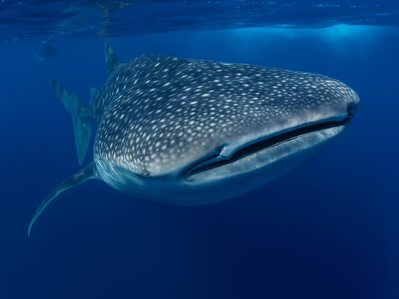 From Cabo: Snorkel with Whale Sharks in La Paz