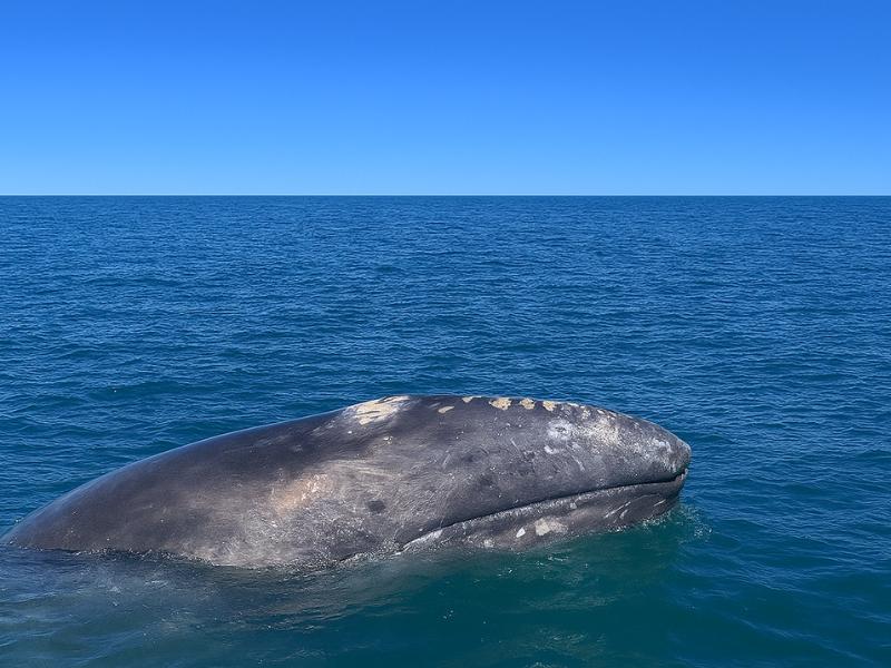 Gray Whale Watching: Full-Day Tour photo