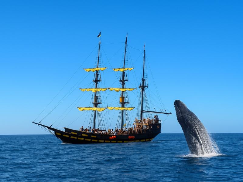 Pirate Ship Whale Watching Experience in Los Cabos