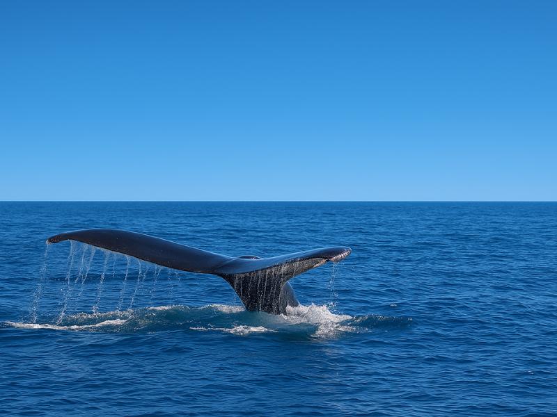 Whale Watching with Breakfast in Cabo San Lucas
